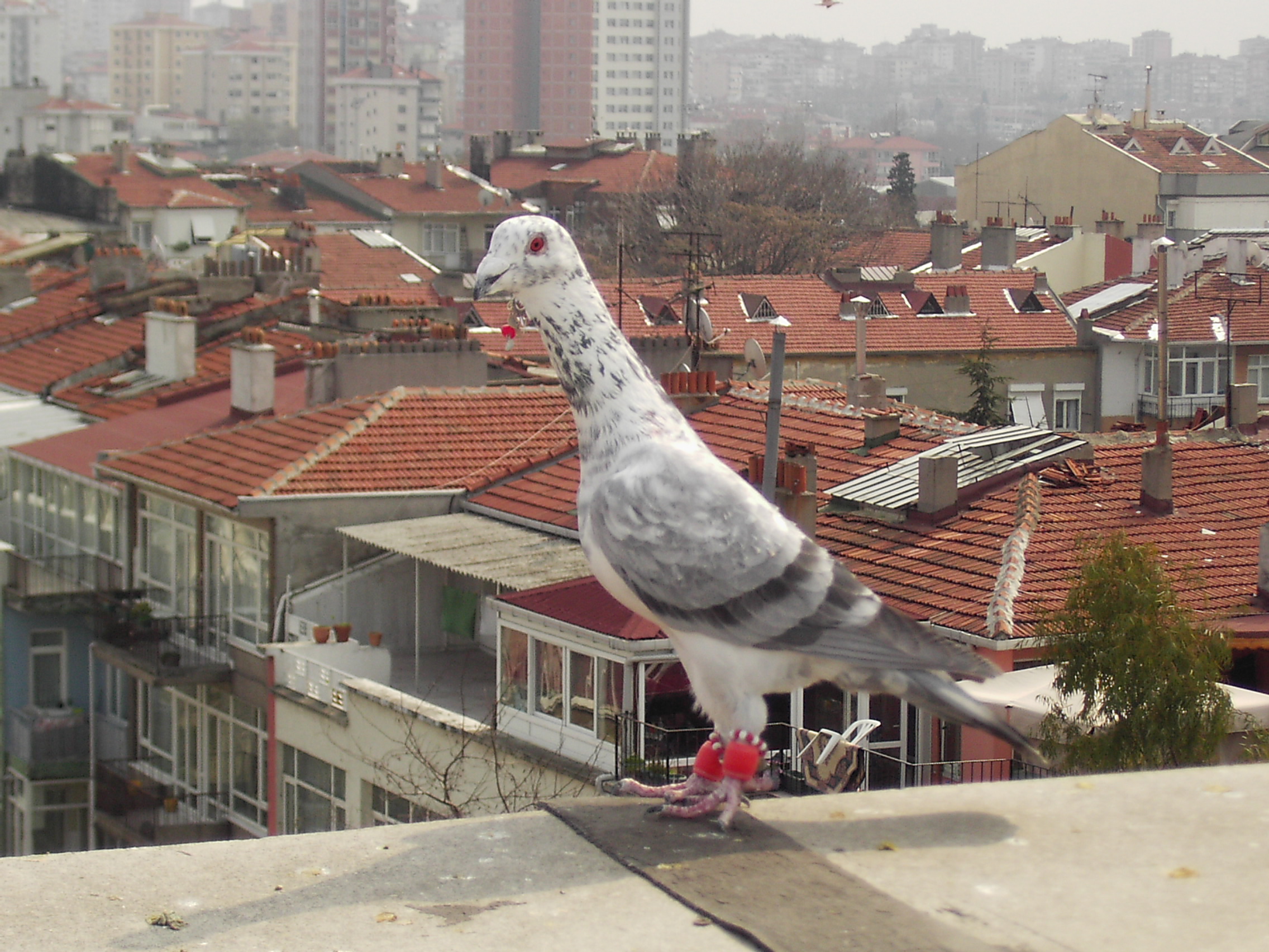 Keşpir Güvercinleri